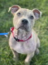 Manny - Available!