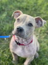 Manny - Available!