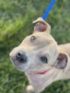 Manny - Available!