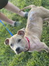 Manny - Available!