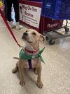 Manny - Available!
