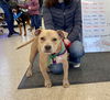 Manny - Available!
