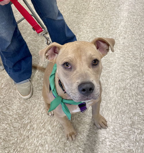Manny - Available!