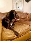 Charley