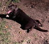 Charley