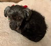 Pepper