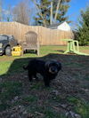 Pepper