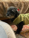 Pepper