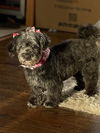 Pepper