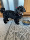 Pepper