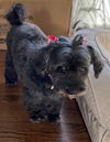 Pepper