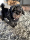 Pepper