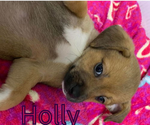 Holly