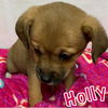Holly