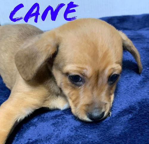 Cane (nka) Leo