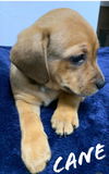 Cane (nka) Leo