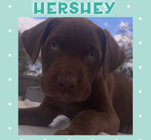 Hershey nka Tubby