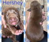 Hershey nka Tubby