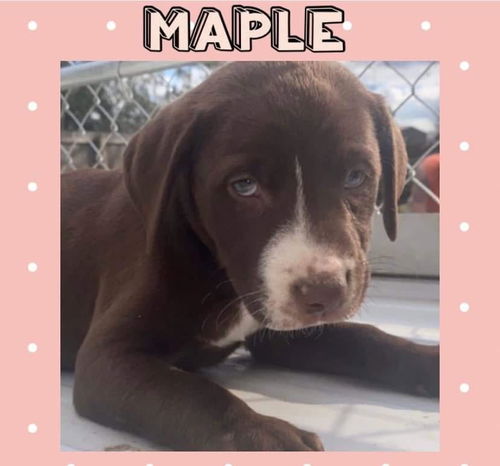 Maple now Charlotte