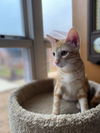 PETE