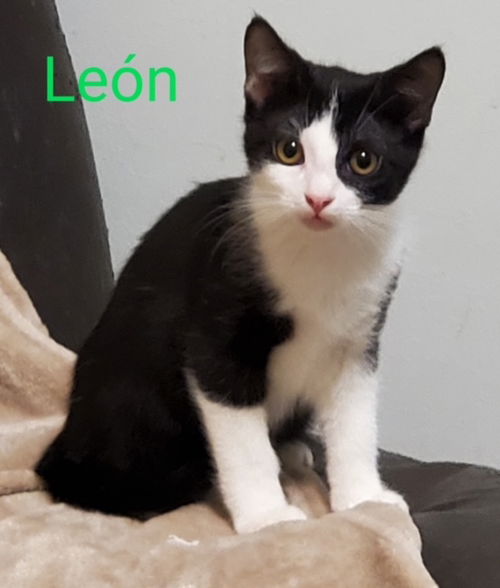 LEON