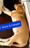 Canyon now Apollo