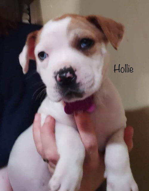 Hollie now Holli