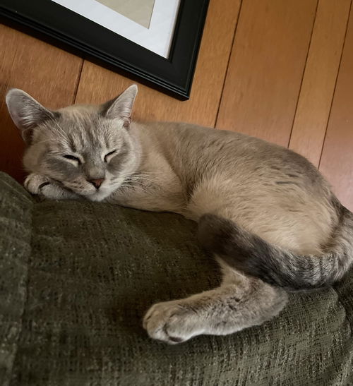 CHALUPA