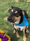 Mack (nka Hudson)