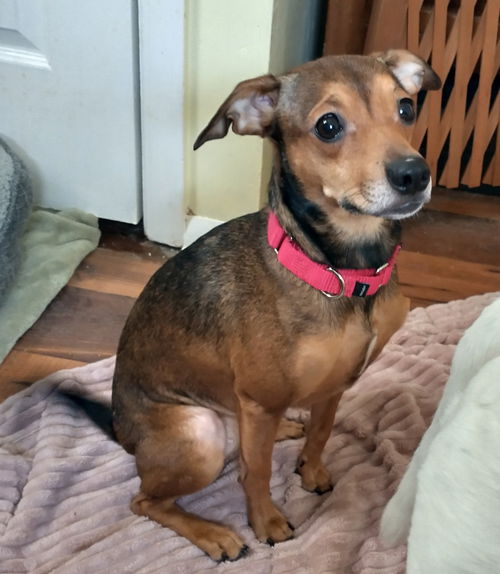Freida