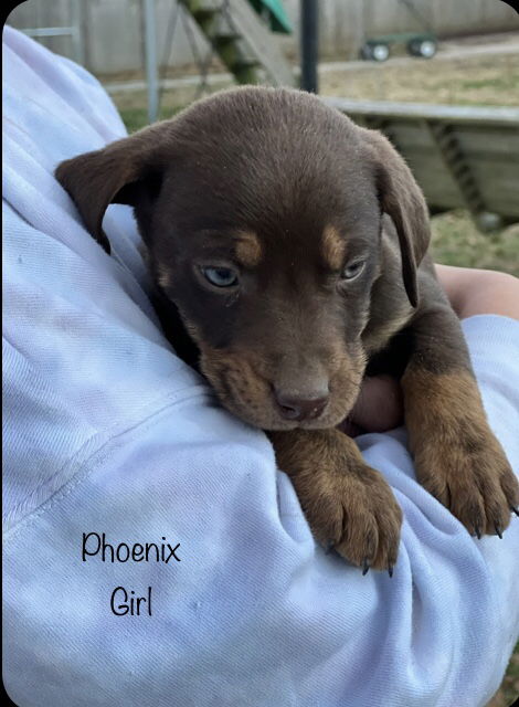 Phoenix now Hershey