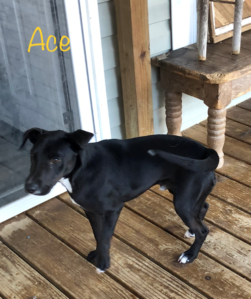 Ace