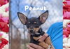 Peanut (nka Winnie)