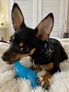 Peanut (nka Winnie)