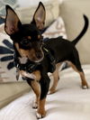 Peanut (nka Winnie)