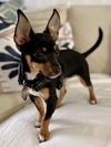 Peanut (nka Winnie)