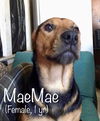 MaeMae