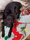 Finley now Loki