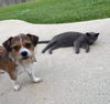 Chance (nka Cody)