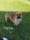 Frankie