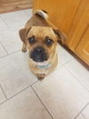 Frankie