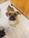 Frankie
