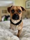 Frankie