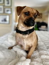 Frankie