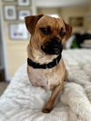 Frankie