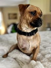 Frankie