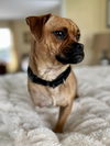 Frankie