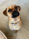 Frankie