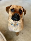 Frankie