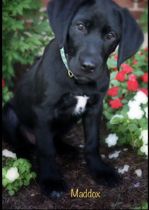 Maddox